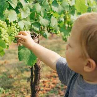 子どもと果物狩り！旬の果物は？持ち物とポイントはこれ！