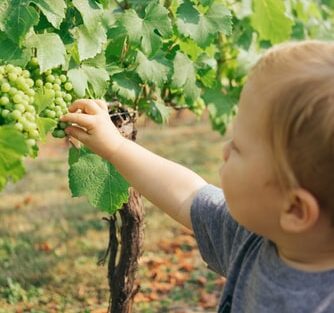 子供　果物狩り