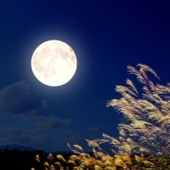 十三夜って何？十五夜との違いは？楽しみ方を紹介します
