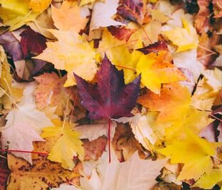 紅葉とは？いつから始まる？見頃の時期は？