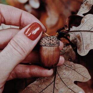 どんぐりを使った子供との遊び方!種類と消毒方法