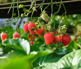 子連れいちご狩り！おすすめの時期はいつ？持ち物と注意点は？