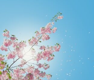 日焼け止めを塗り忘れやすい場所はどこ？原因と対策をご紹介