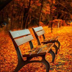 紅葉を見ながら心をリセット！秋を満喫する過ごし方と準備